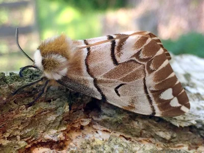 Endromis versicolora