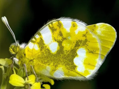 Zegris eupheme