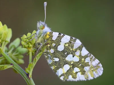 Euchloe (Euchloe) ausonia