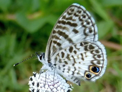 Leptotes cassius