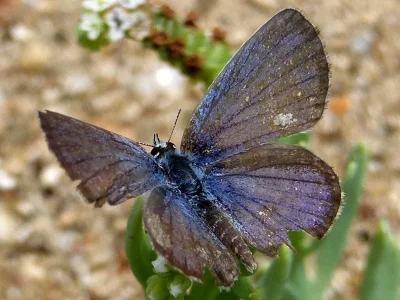 Hemiargus ceraunus