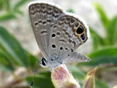 Hemiargus ceraunus