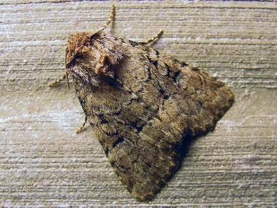 Clemathada calberlai