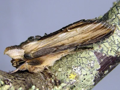 Cucullia scrophulariae