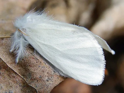 Euproctis (Sphrageidus) similis