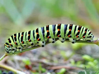 Papilio (P.) machaon