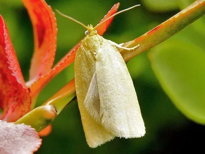 Zelotherses paleana