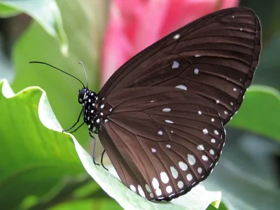 Euploea modesta