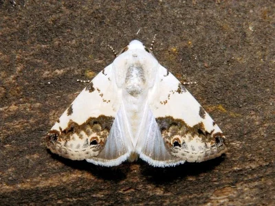 Acontia (Acontia) notabilis