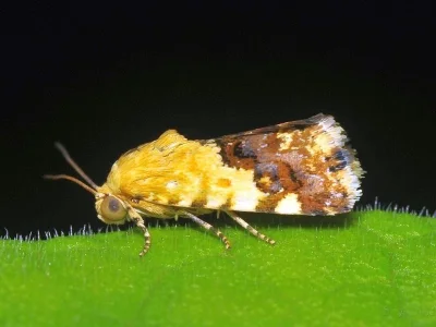 Acontia (Acontia) crocata