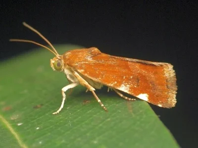 Acontia (Acontia) sexpunctata