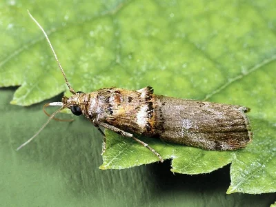 Acrobasis tumidana