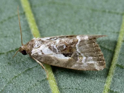 Elaphria venustula