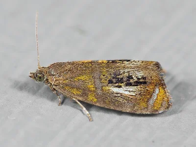Olethreutes subtilana