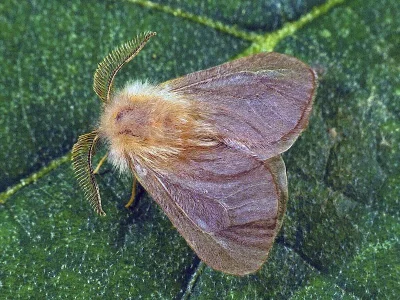 Megalophanes viciella