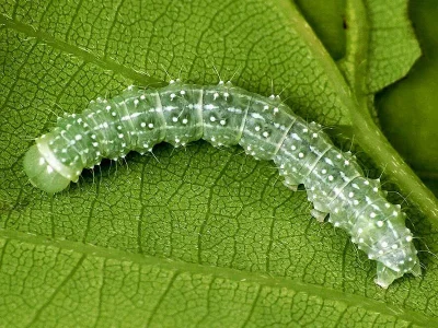 Lithophane (L.) ornitopus