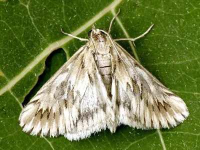 Cynaeda dentalis