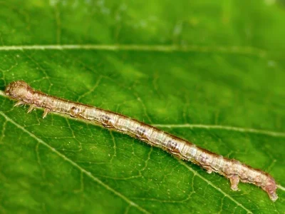 Campaea margaritaria