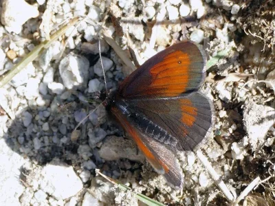 Erebia mnestra