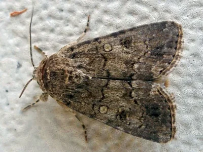 Spodoptera cilium