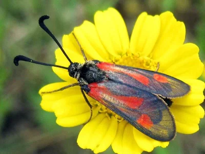 Zygaena (Mesembrynus) sarpedon