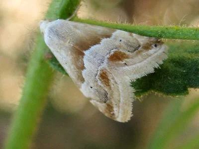Eublemma (Eublemma) parva