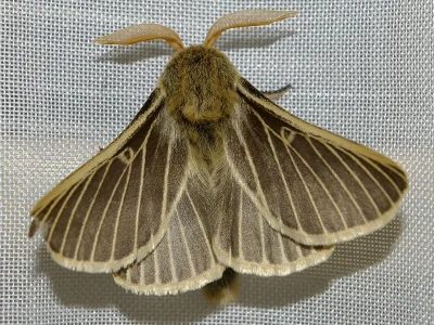 Lemonia philopalus