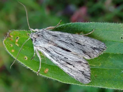 Lithophane (Prolitha) leautieri