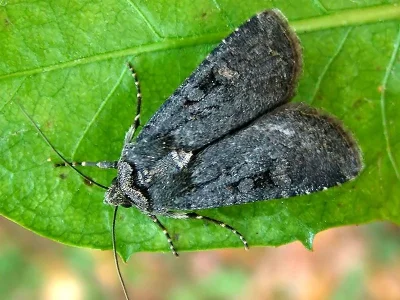 Euxoa (Euxoa) nigricans