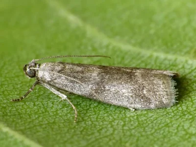 Glyptoteles leucacrinella