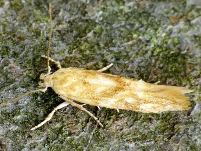 Mompha (Mompha) ochraceella