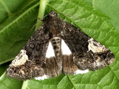 Aedia funesta