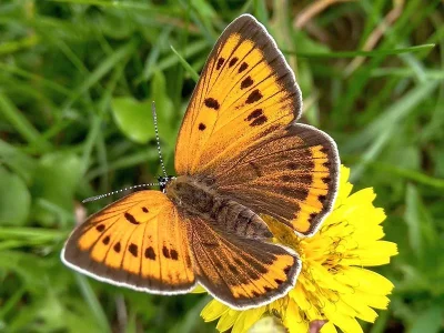 Lycaena (Thersamolycaena) dispar