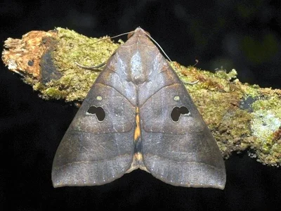 Thyas coronata
