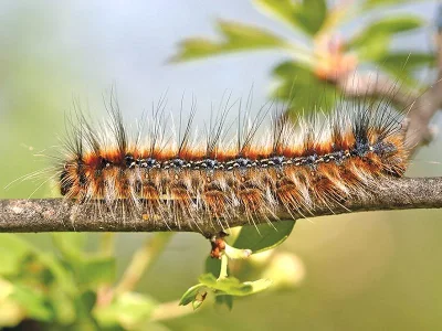 Eriogaster (E.) catax