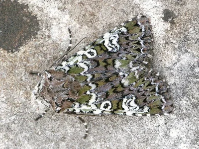 Crypsedra gemmea