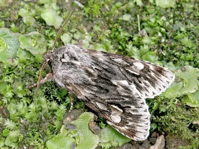 Brachionycha nubeculosa