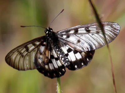 Acraea andromacha