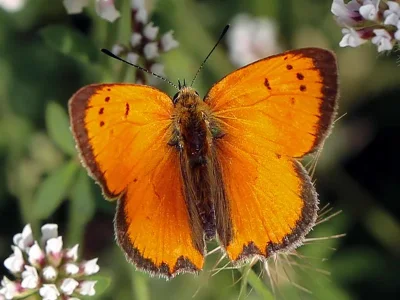Lycaena (Heodes) ottomanus