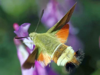 Hemaris (Hemaris) croatica