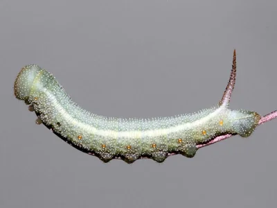 Hemaris (H.) croatica