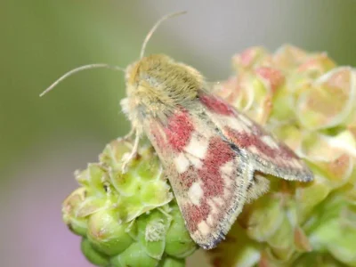 Schinia cardui