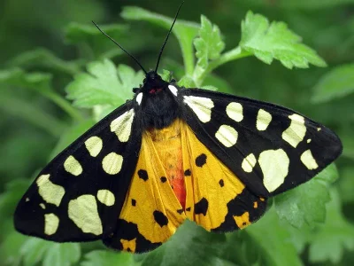 Arctia villica