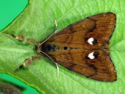 Orgyia (Orgyia) antiqua