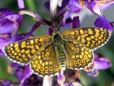 Melitaea cinxia