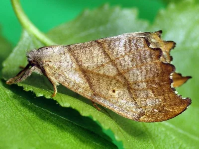 Falcaria lacertinaria