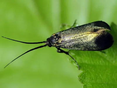 Adela reaumurella