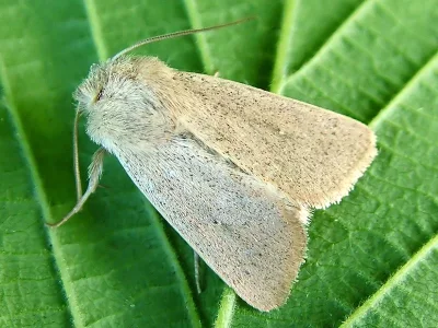 Mythimna (Sablia) sicula