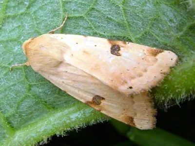 Heliothis (Heliothis) peltigera
