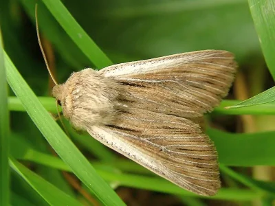 Leucania comma